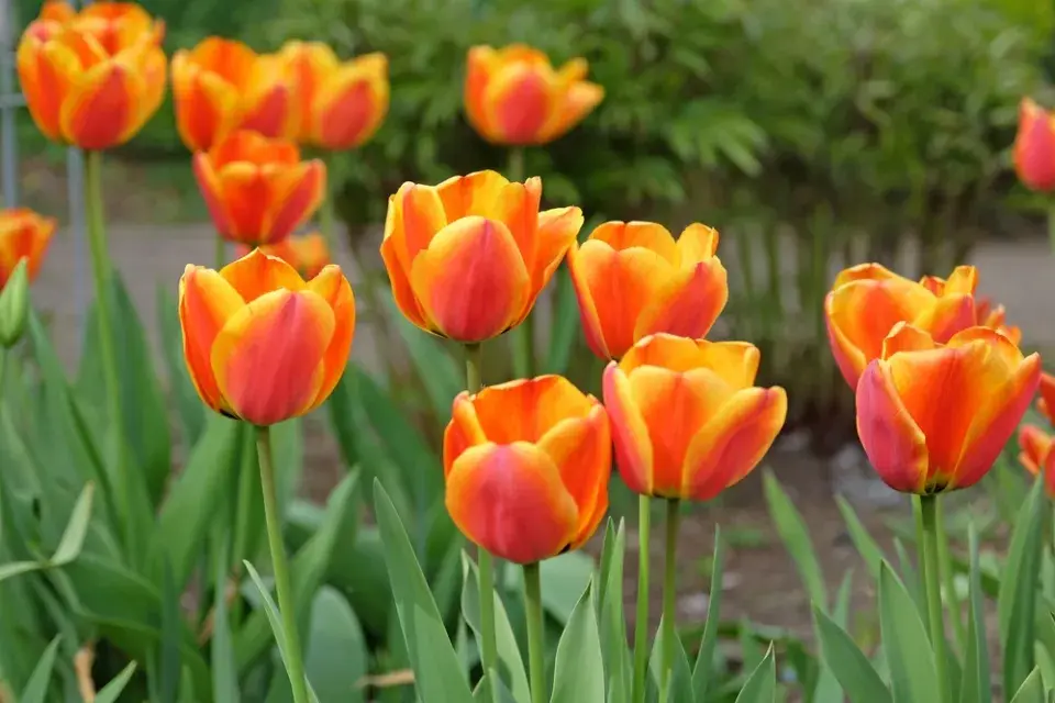 výsadba tulipánů