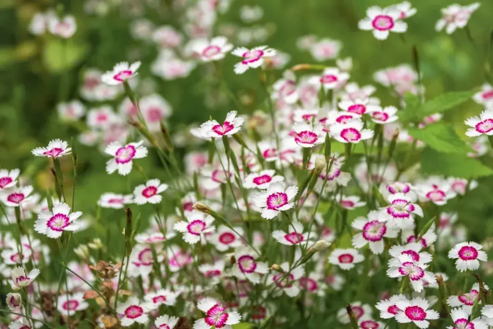 Hvozdík kropenatý (Dianthus deltoides)