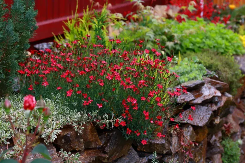 Hvozdík kropenatý (Dianthus deltoides)