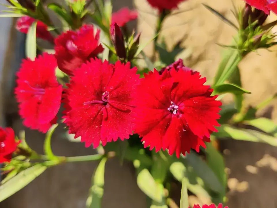 Hvozdík kropenatý (Dianthus deltoides)