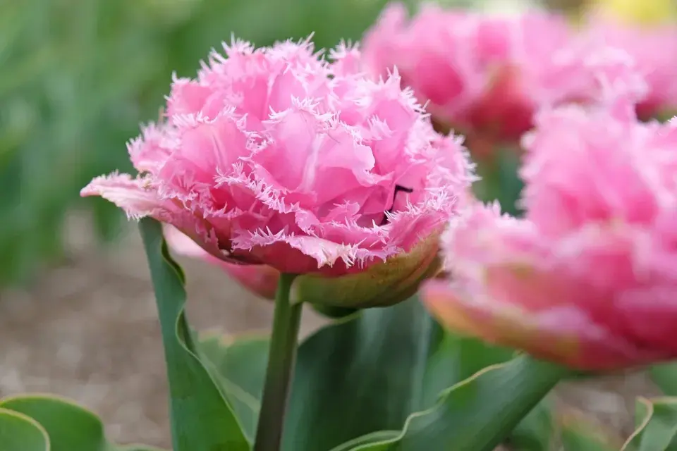 výsadba tulipánů