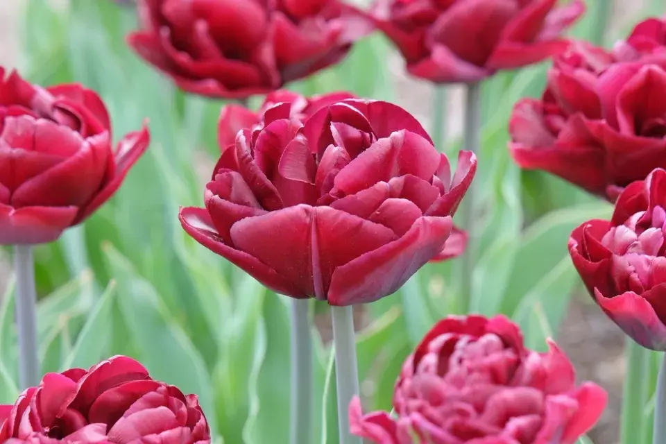 výsadba tulipánů