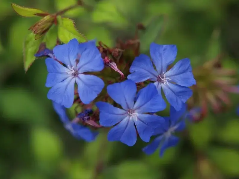 Ceratostigma plumbaginoides