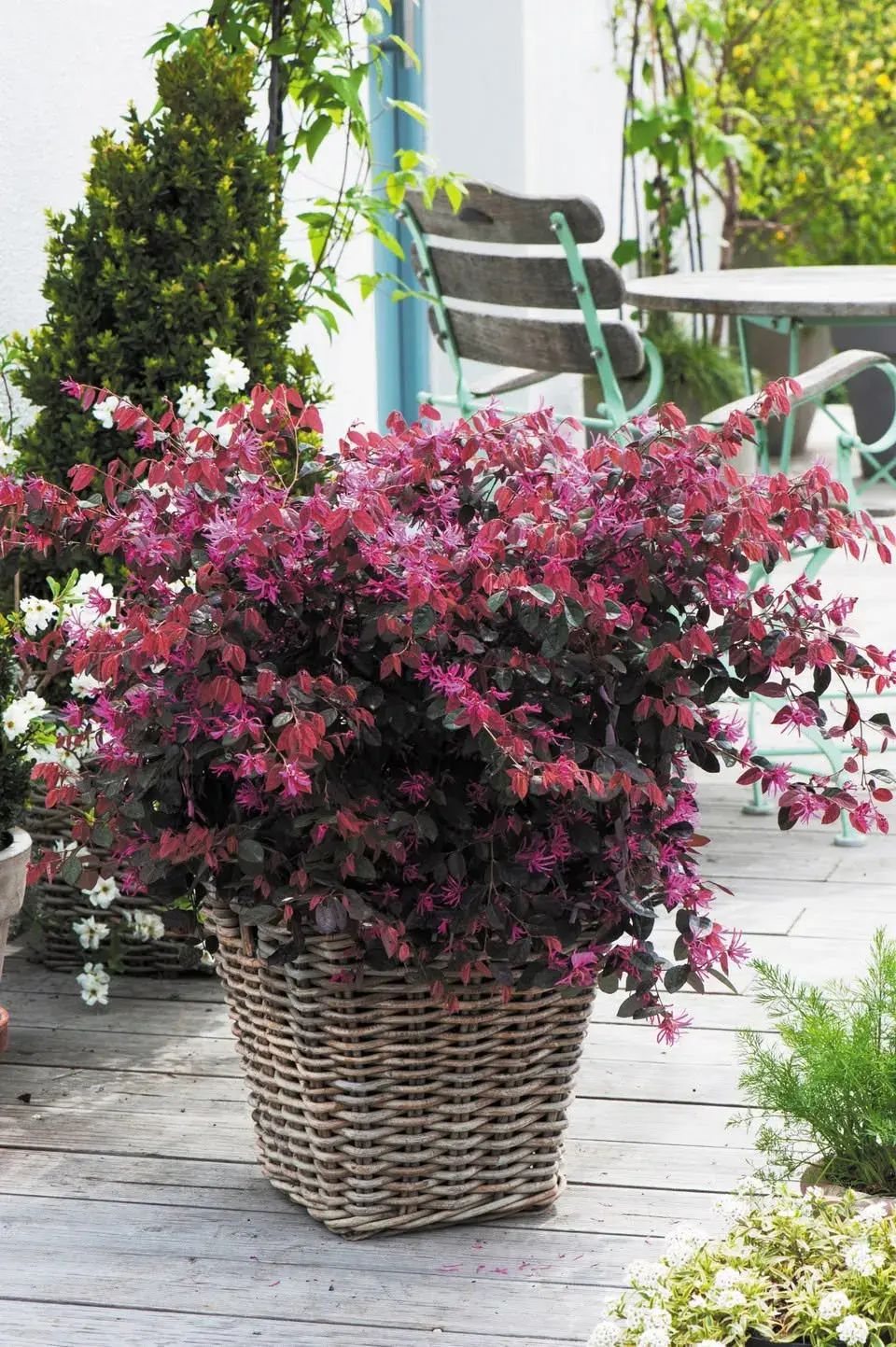 Loropetalum chinese 