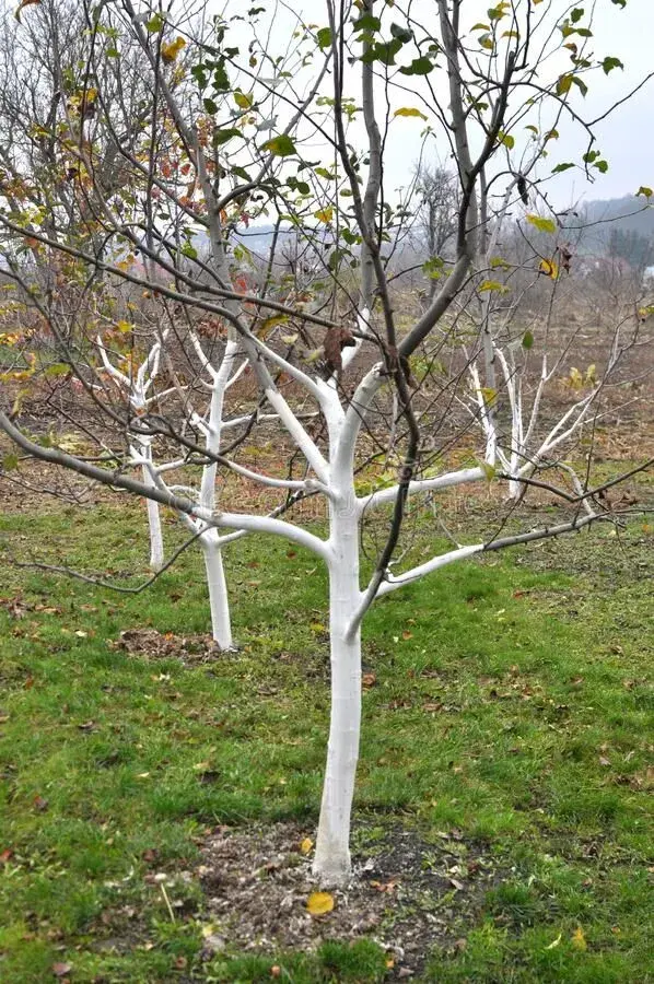 Bílý nátěr