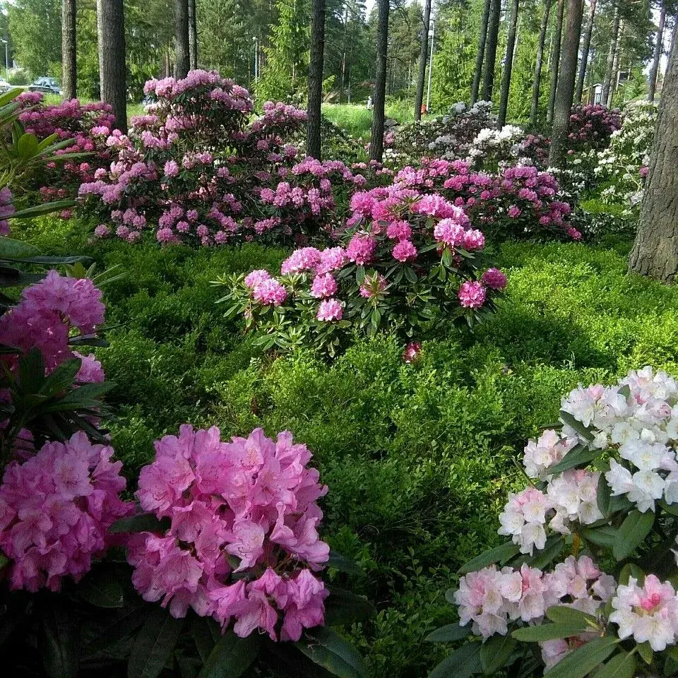 Rododendrony