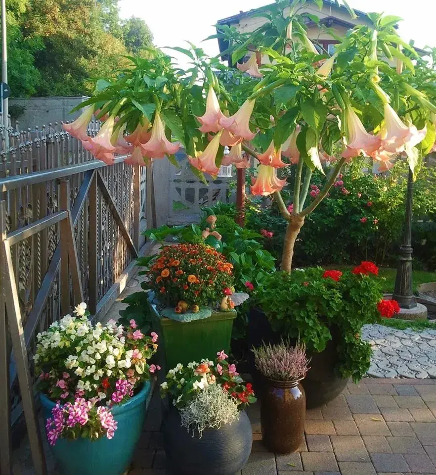 Brugmansia v květináči