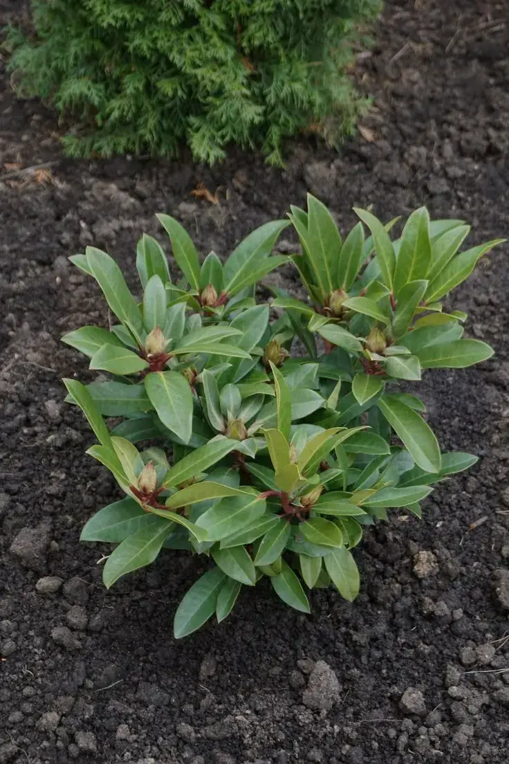 Výsadba rododendronů