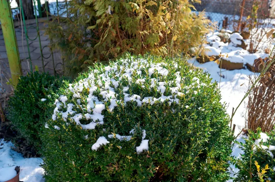Stálezelený buxus