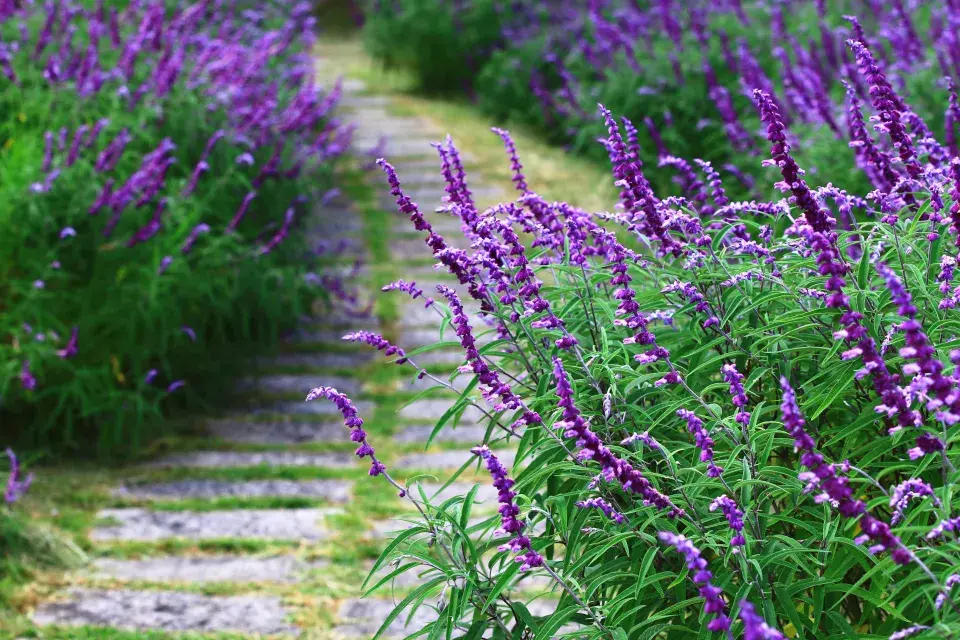 Salvia memorosa