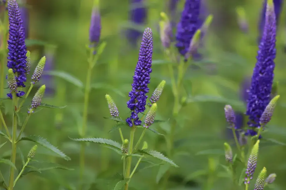 Veronica longifolia