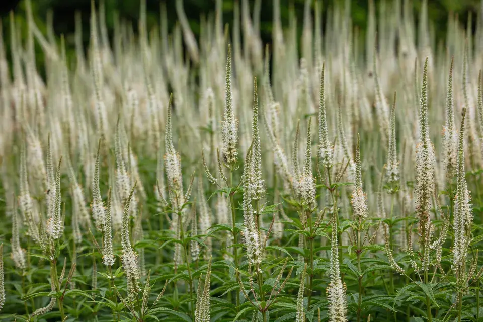 Veronicastrum virginicum