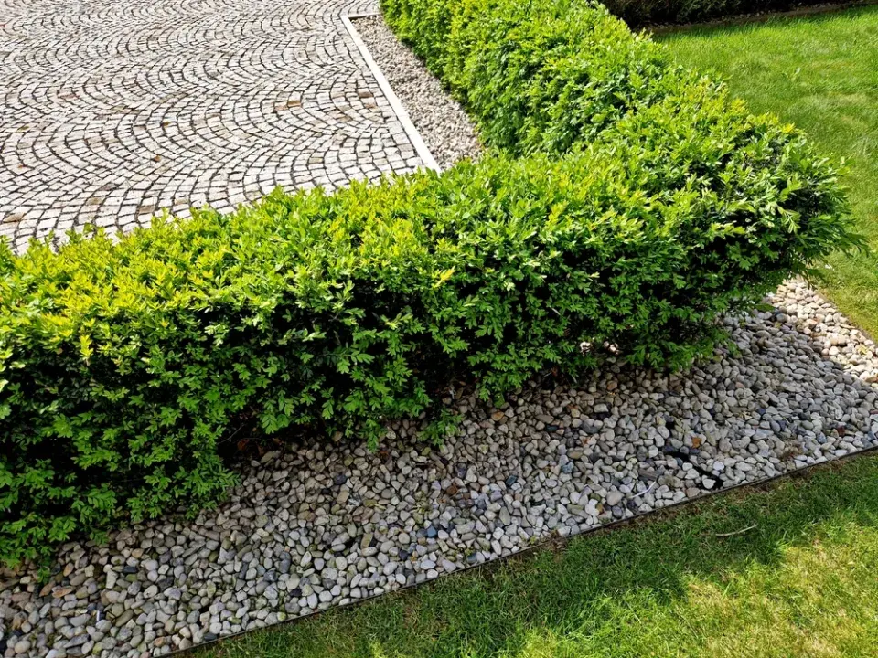 Buxus jako živý plůtek