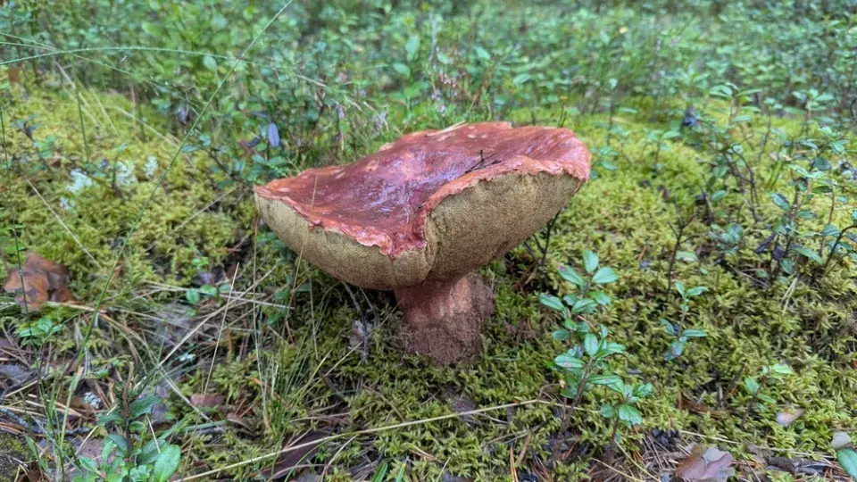 Sběr hub a zajímavé druhy hřibů