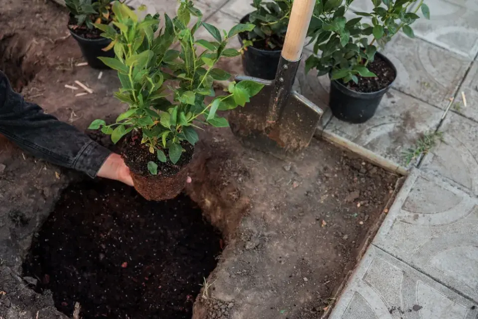 Podzimní sázení keřů v kontejnerech, kdy a jak je vysadit
