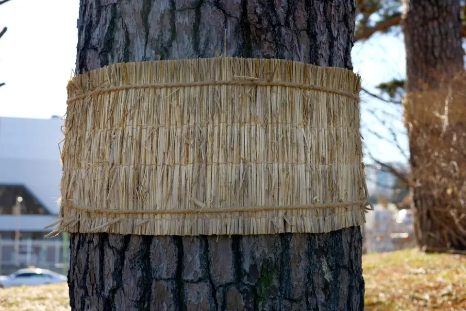 Přezimující škůdci a vlnitá lepenka na kmenu