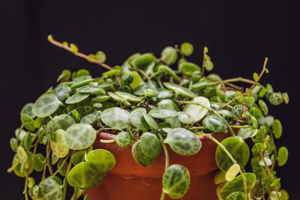 pepřinec plazivý (Peperomia prostrata)