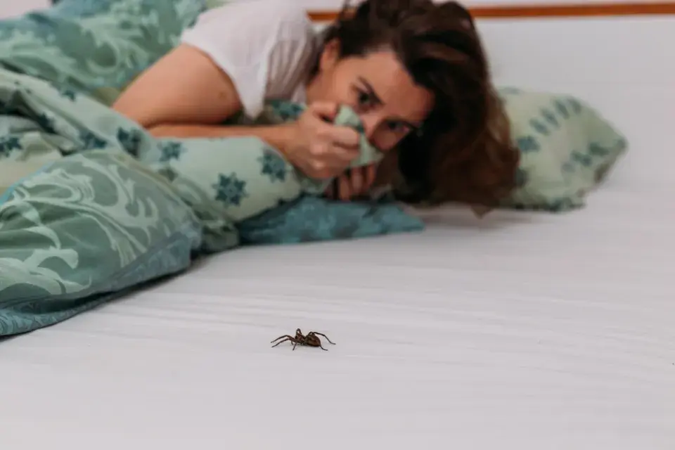 Pavouci v bytě patří mezi nevítané návštěvníky