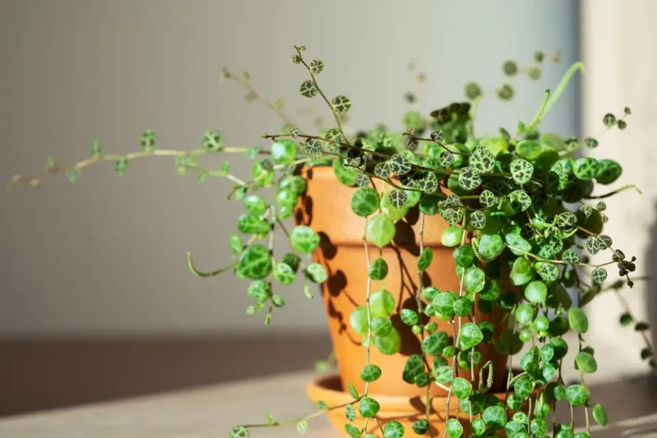 pepřinec plazivý (Peperomia prostrata)