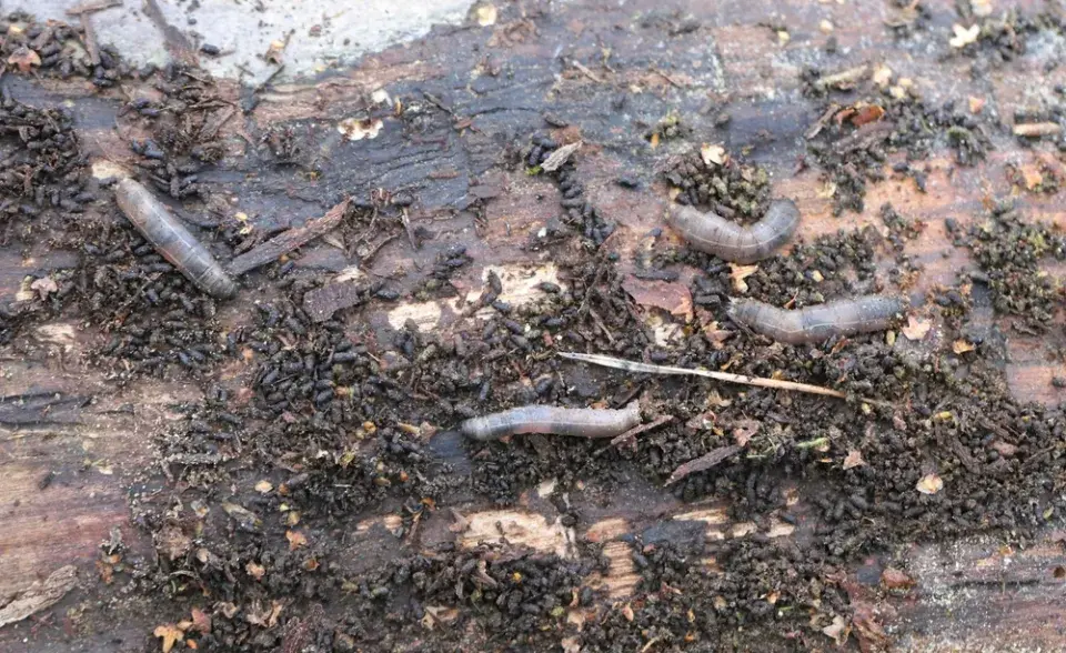 Larvy v trávníku mohou poškozovat kořeny