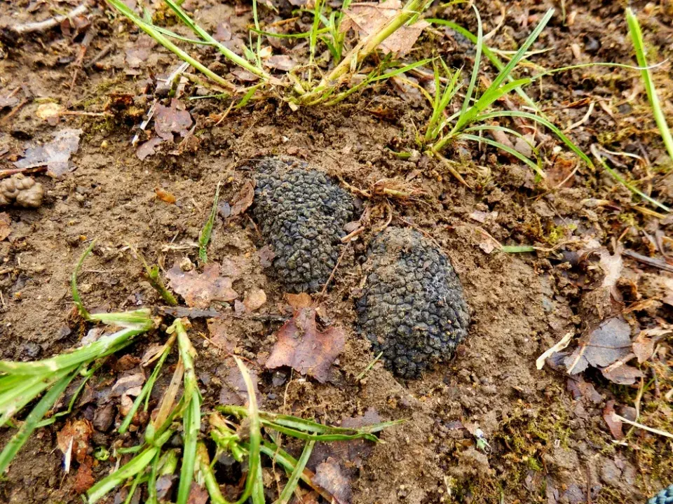 Při sběru hub je lepší vzácnou čirůvku větší v lese nechat