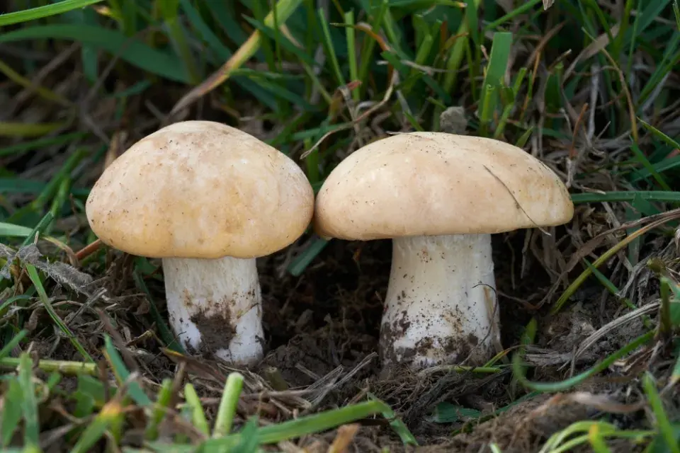 Při sběru hub je lepší vzácnou čirůvku větší v lese nechat