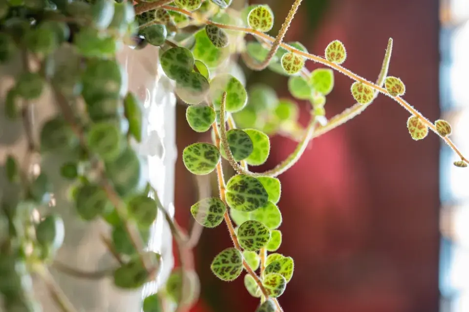 pepřinec plazivý (Peperomia prostrata)