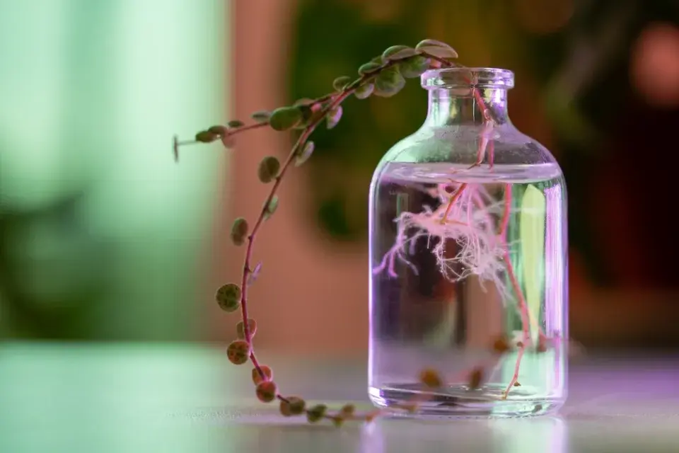 pepřinec plazivý (Peperomia prostrata)