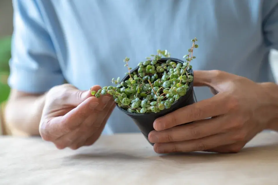 pepřinec plazivý (Peperomia prostrata)