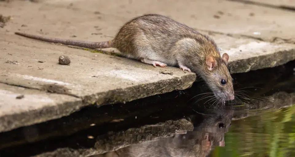 Jak zabezpečit dům před kunami, krysami a dalšími nezvanými hosty