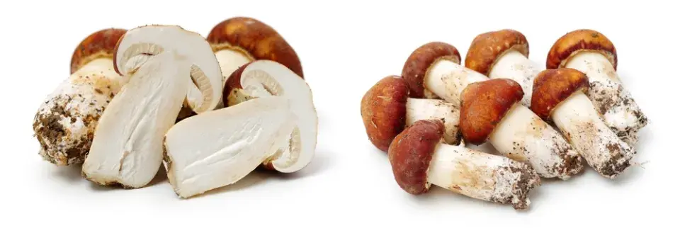 Při sběru hub je lepší vzácnou čirůvku větší v lese nechat