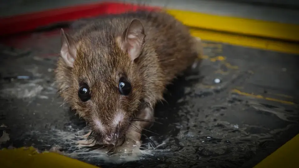 Jak zabezpečit dům před kunami, krysami a dalšími nezvanými hosty