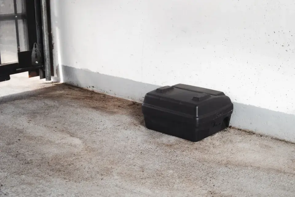 Jak zabezpečit dům před kunami, krysami a dalšími nezvanými hosty