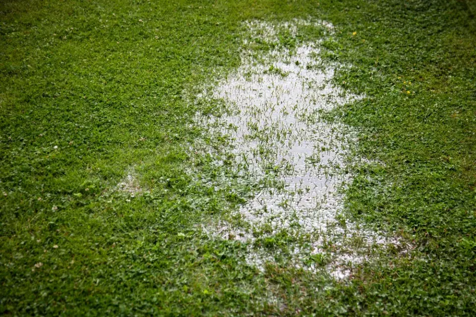 Zamokřená místa výskyt mechu zvyšují