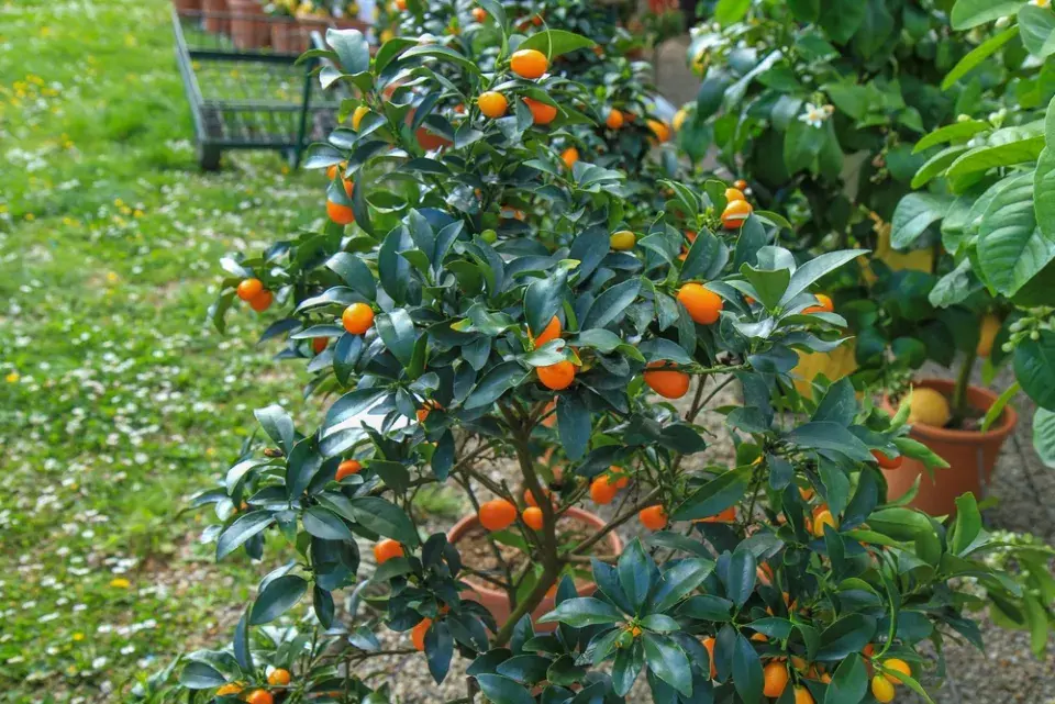 Citrusy jsou na mrazíky citlivé