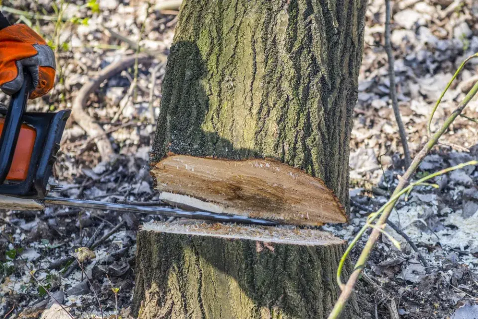 Kácení stromů může zastavit jediný centimetr