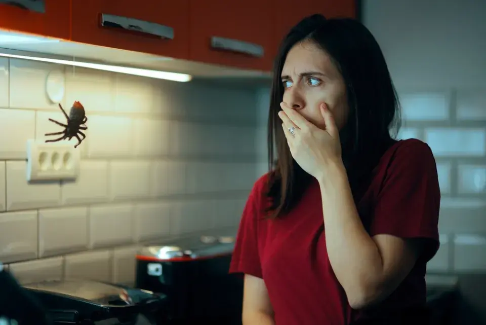 Na podzim je častá návštěva pavouků v bytě