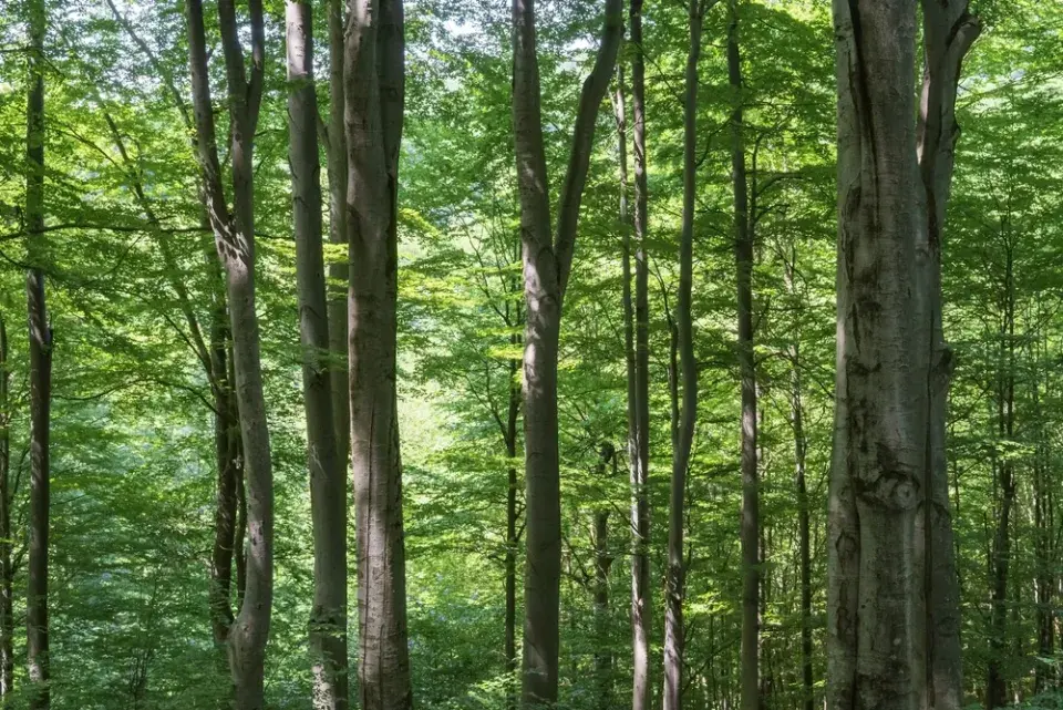 Obvyklé i méně známé stromy našich zahrad, lesů a hájů