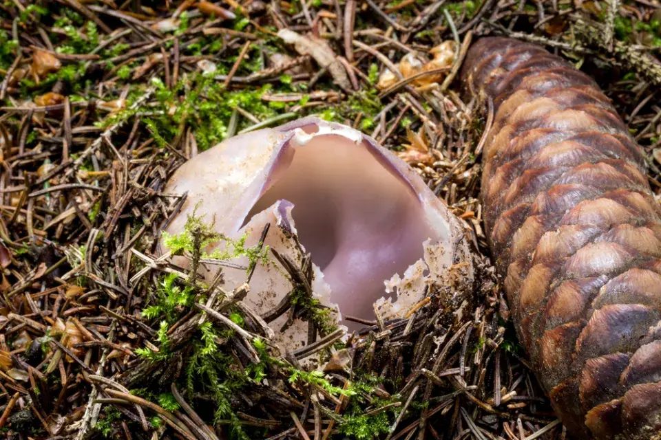 Při sběru hub je lepší vzácnou čirůvku větší v lese nechat