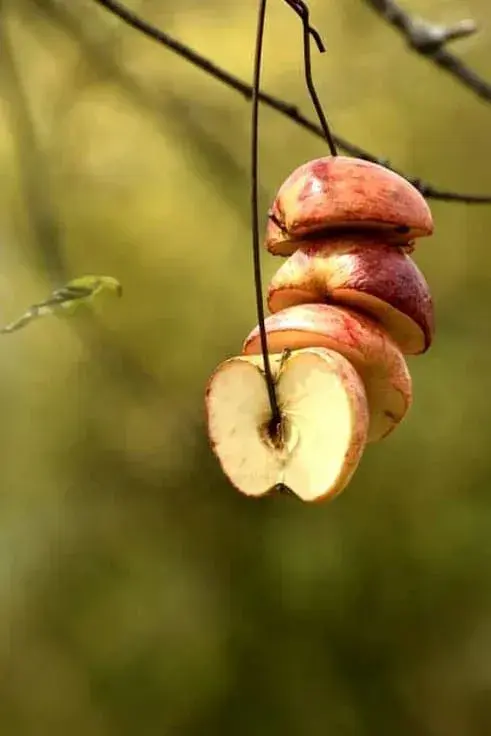 Jak přilákat ptáky na zahradu
