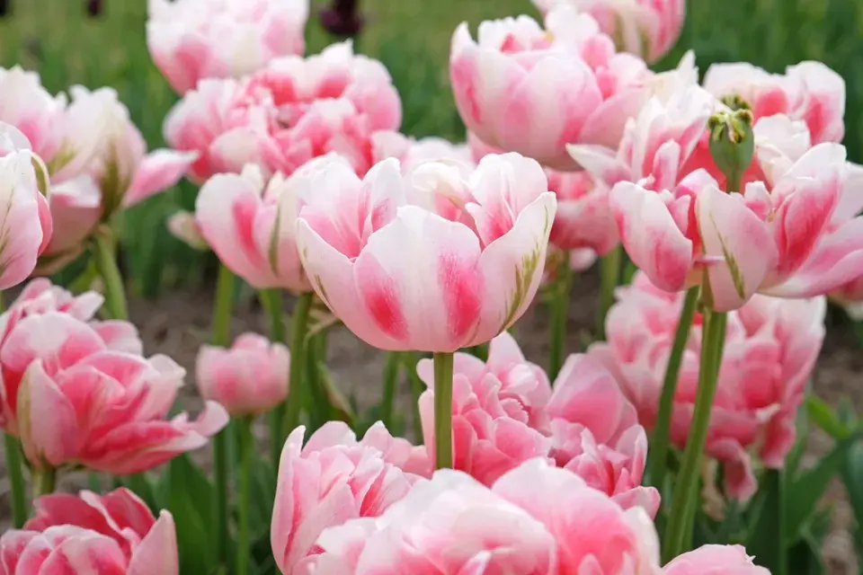 výsadba tulipánů