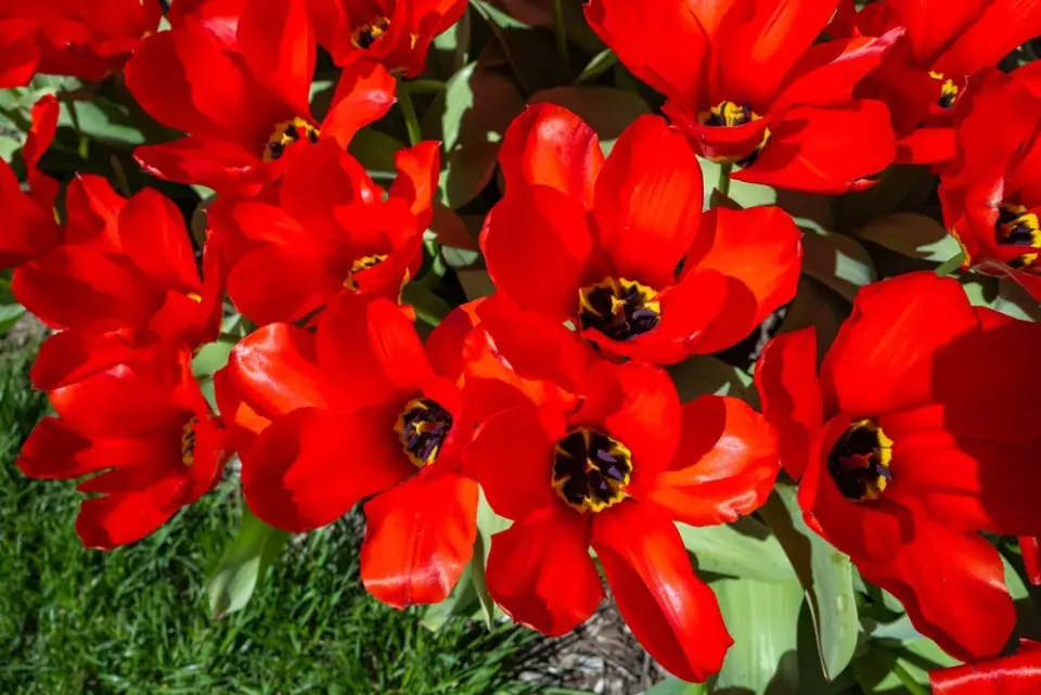 výsadba tulipánů