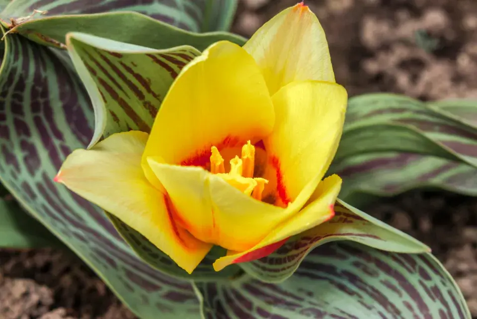 výsadba tulipánů