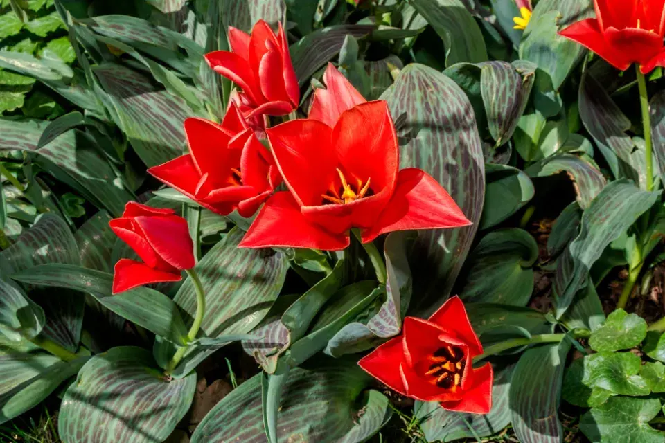 výsadba tulipánů