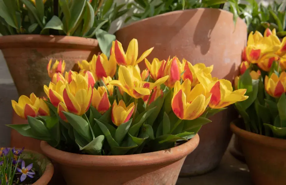 výsadba tulipánů
