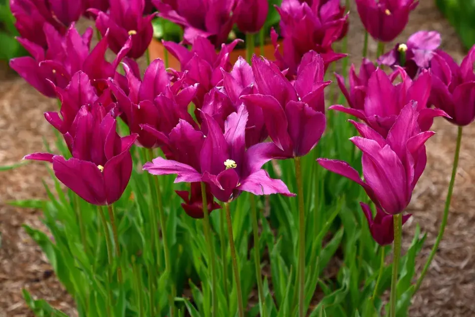 výsadba tulipánů
