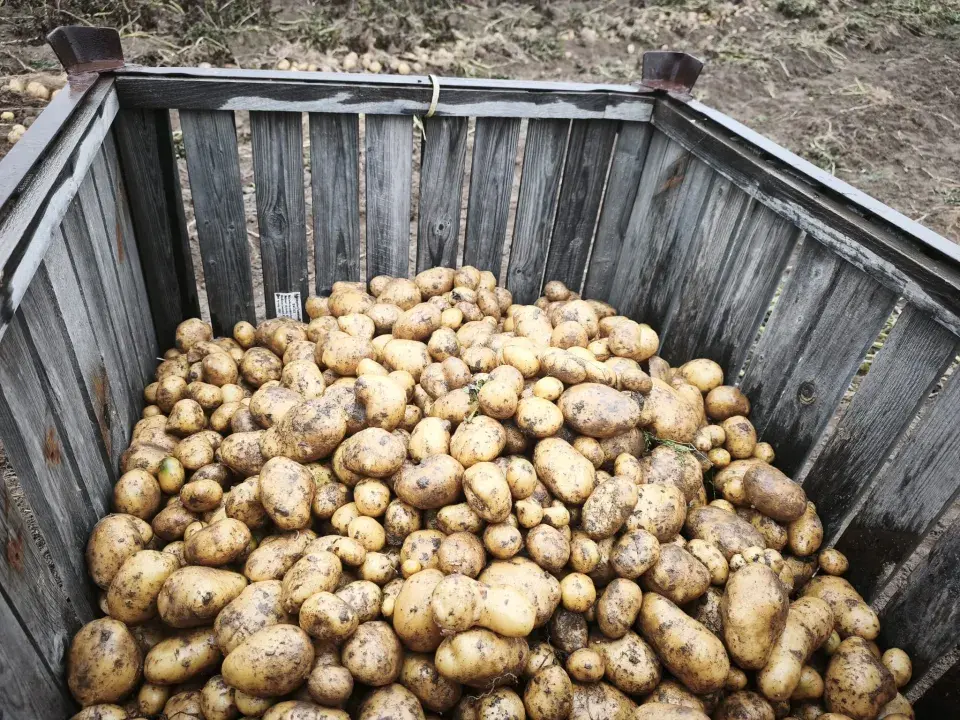 Skladování brambor