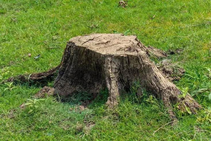 Jak odstranit pařez