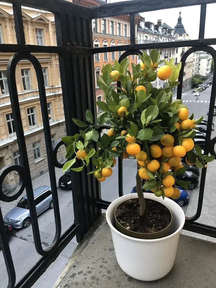 Zazimování citrusů