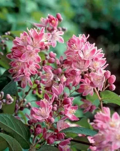 Deutzia